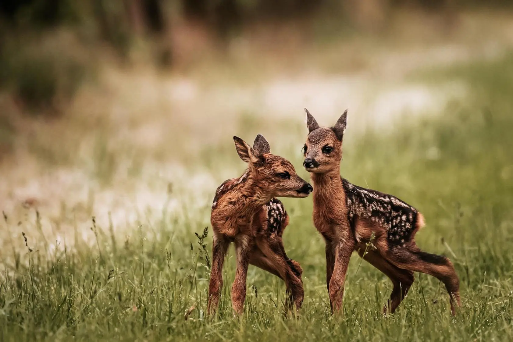 Projekt: Ochrana srnčat před sečením